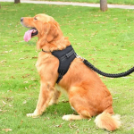 Pretal Arnés Para Perro Mascota S A Xl Anti Tirones - Imagen 3