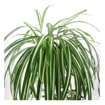 Ramo Hoja Artificial Chlorophytum Planta Verde Maceta Deco - Imagen 2