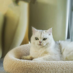 Cama Cucha Para Mascotas Gatos Perros Pequeños Elevada - Imagen 3