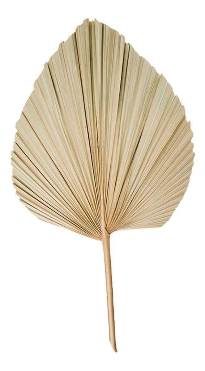 D_736745-MLU48709600935_122021-F.jpg Hoja De Palma Seca Estilo Abanico Decoracion Moderna Natural - Imagen 1