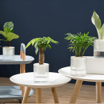 Maceta Para Hidroponía 15 Cm Plantas Jardín Decoración - Imagen 7