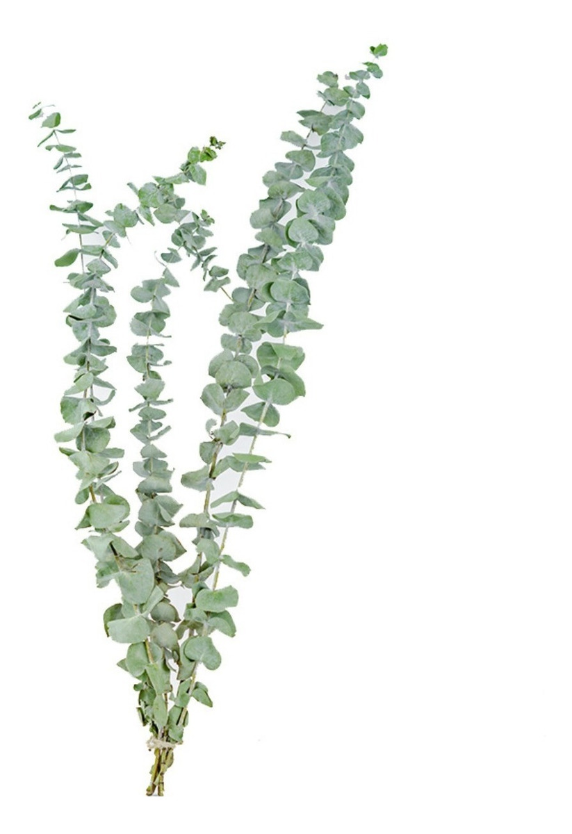 D_777629-MLU49375658770_032022-F.jpg Pack X 5 Rama De Eucalipto Seca Real Hoja Ideal Decoracion - Imagen 1