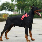 Pretal Arnés Para Perro Mascota S A Xl Anti Tirones - Imagen 6