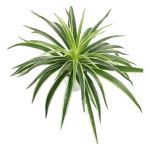 Ramo Hoja Artificial Chlorophytum Planta Verde Maceta Deco