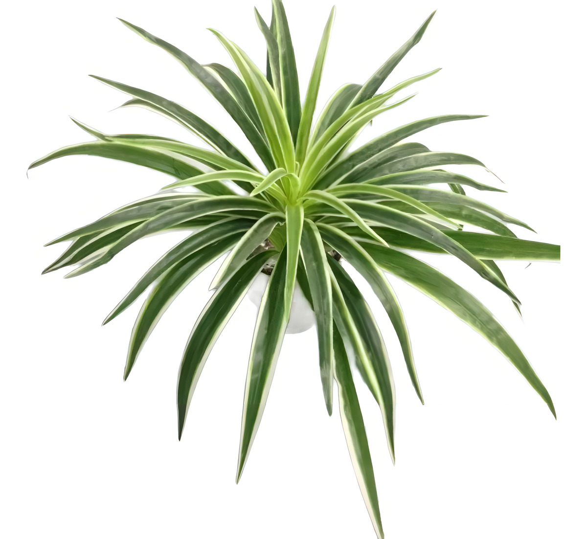 D_854733-MLA100084001149_122025-F.jpg Ramo Hoja Artificial Chlorophytum Planta Verde Maceta Deco - Imagen 1