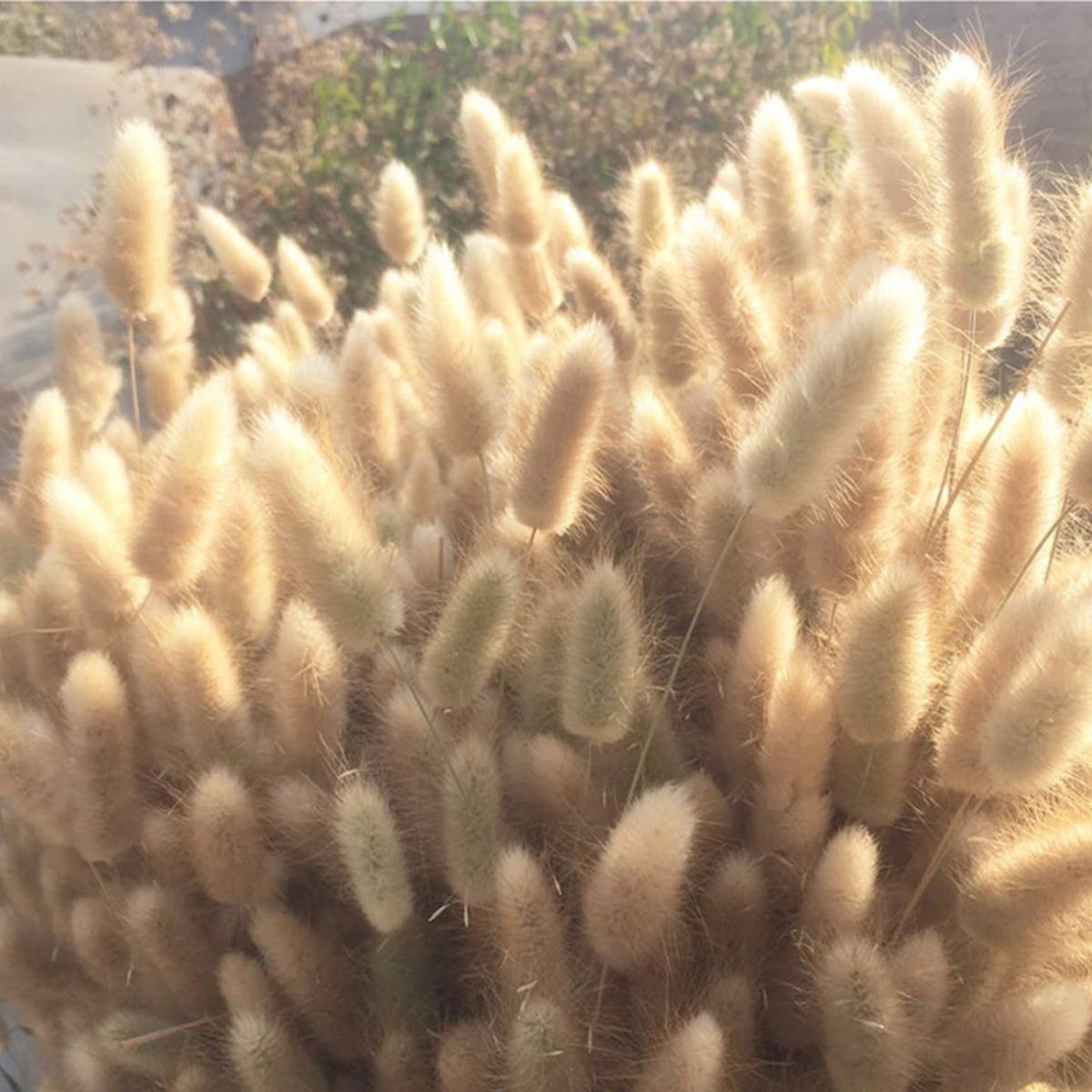 D_874521-MLU41749707842_052020-F.jpg Ramo Planta Artificial Decoracion Lagurus Ovatus - Imagen 1