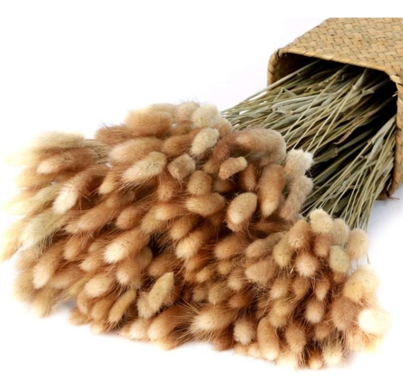 D_965413-MLU48902058548_012022-F.jpg Planta Seca Artificial Decoracion Cola De Conejo Ramo 55cm - Imagen 1