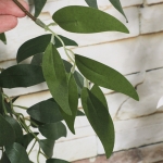 Guia Hojas De Eucalipto Artificiales Decoracion 1,7m - Comun - Imagen 3