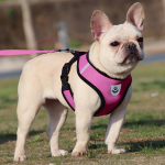 Arnes Pretal Pecho Ajustable Mascota Perro Gato + Correa - Imagen 5